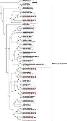 Extreme Diversity of Mycoviruses Present in Isolates of <mark class="highlighted">Rhizoctonia solani</mark> AG2-2 LP From Zoysia japonica From Brazil